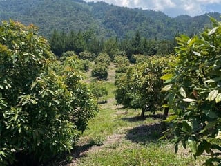 Finca en Venta en La Unión Barrios Km. 152, Baja Verapaz - 2