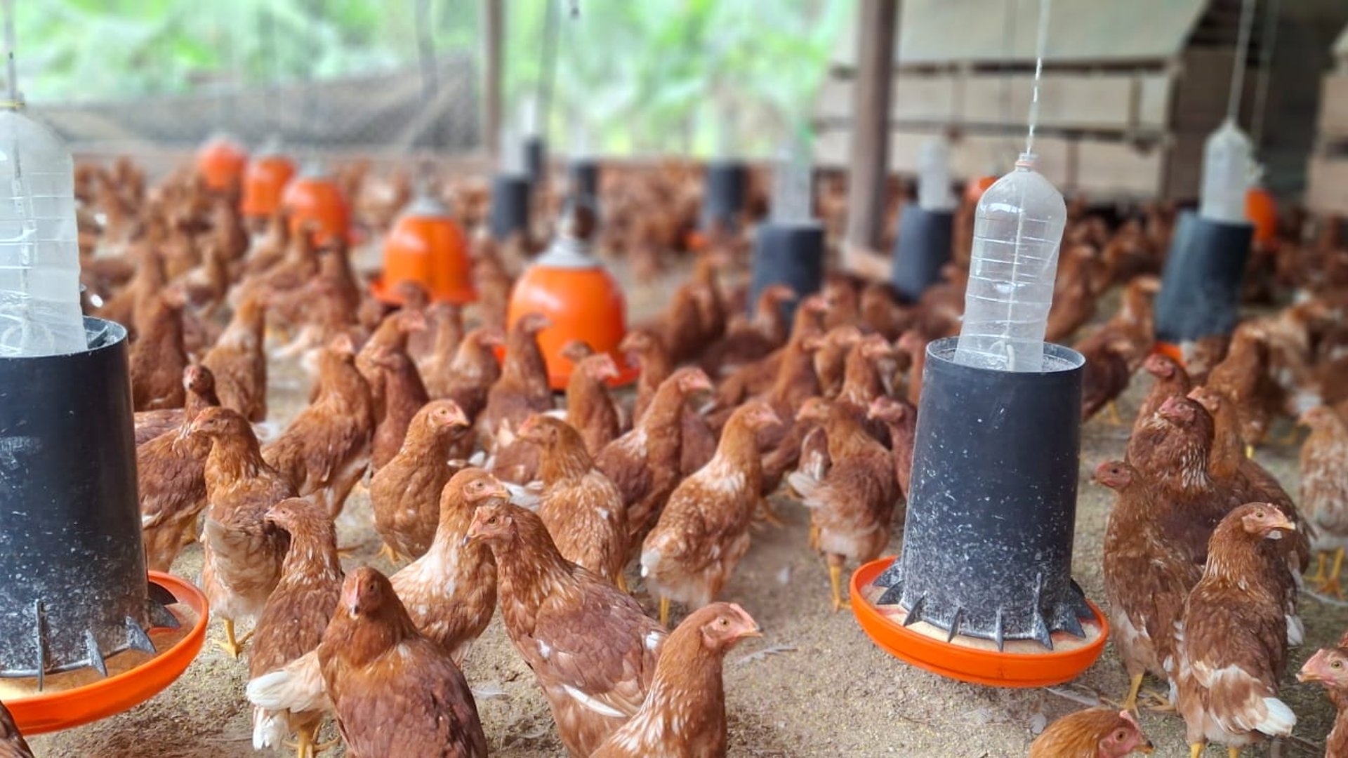 Granja en Venta en Cobán, Alta Verapaz  - Miniatura 12