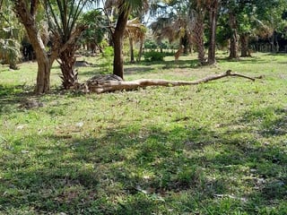 FINCA EN VENTA – PETÉN | SAN ANDRES - 3