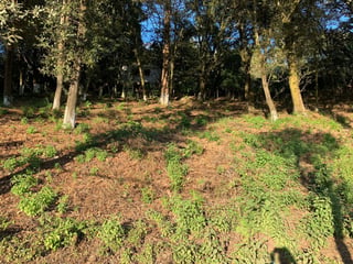 se vende terreno de mas de 1/2 manzana en Choacorral - 3
