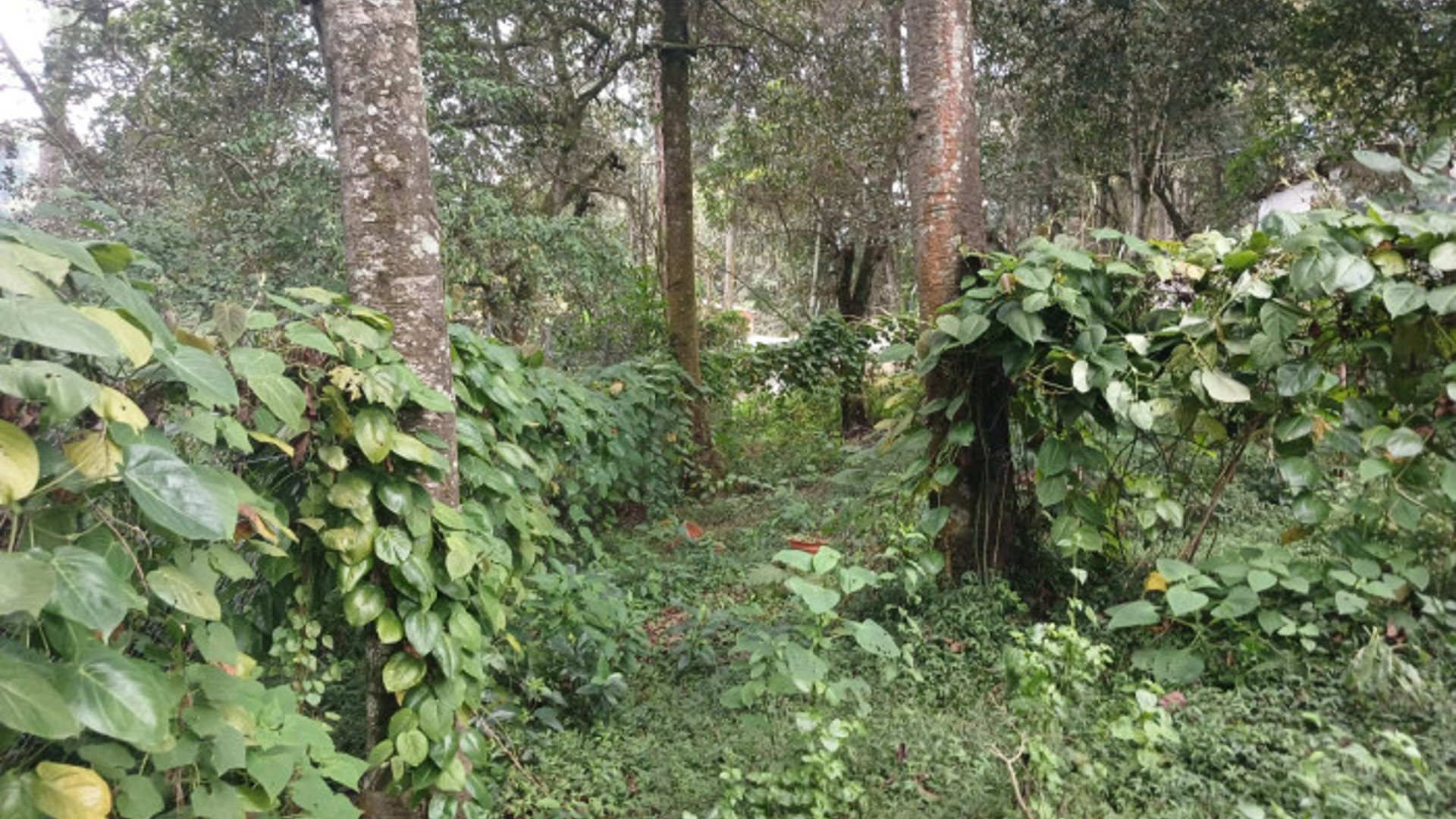 TERRENO EN VENTA EN SAN LUCAS SACATEPEQUEZ - Miniatura 16
