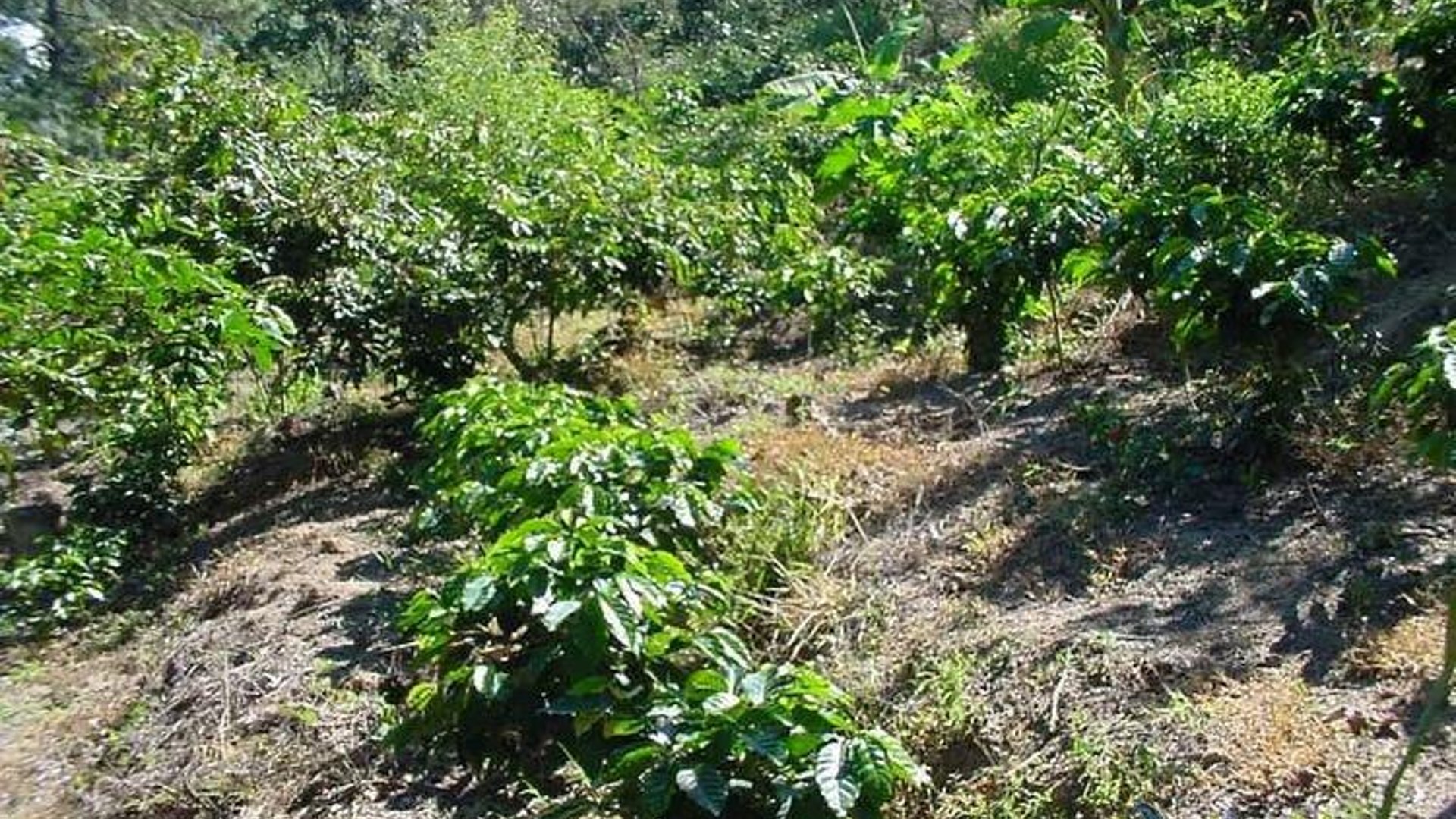 Vendo Finca Rustica en San Pedro Ayampuc - Miniatura 2