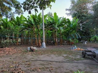 Granja en renta en Km. 102 Puerto de San José - Image 13