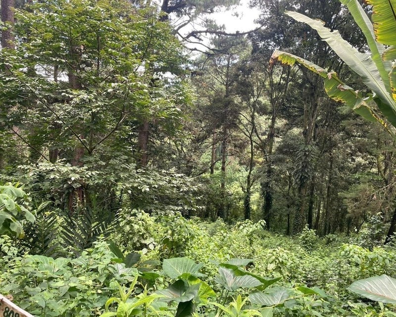 SANTA ROSALÍA / Terreno en venta