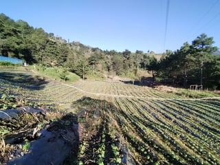 OPORTUNIDAD DE INVERSIÓN EN TACTIC, ALTA VERAPAZ - 5