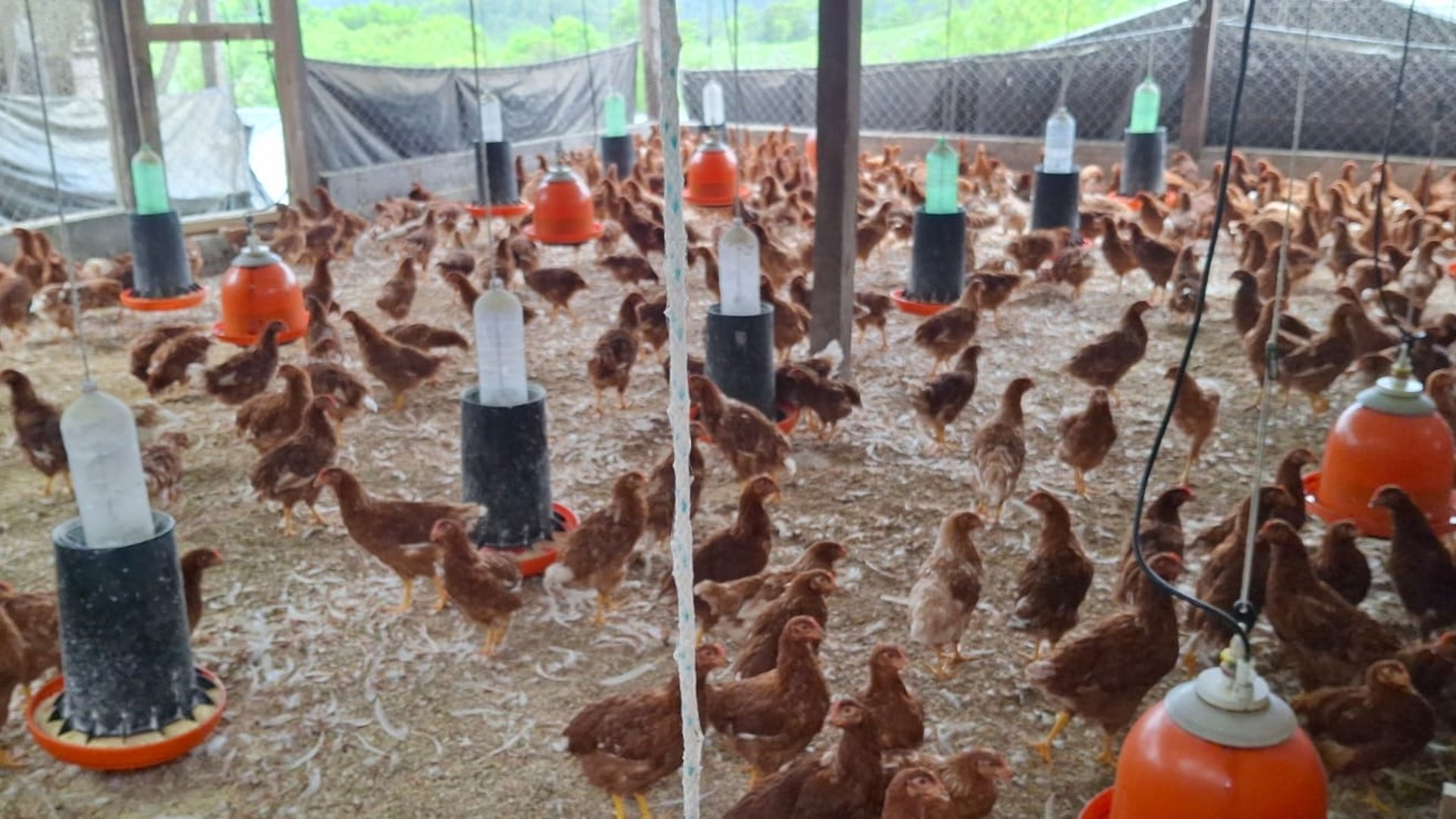 Granja en Venta en Cobán, Alta Verapaz  - Miniatura 13
