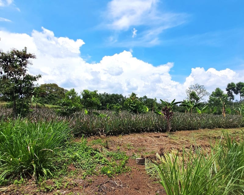 TERRENO EN ALQUILER EN MAZATENANGO