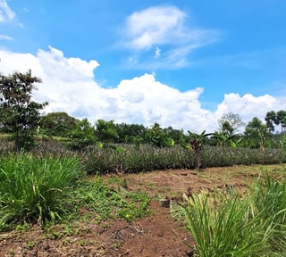 TERRENO EN ALQUILER EN MAZATENANGO