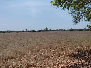 📍 FINCA EN VENTA – 95.11 MANZANAS | NUEVA CONCEPCIÓN | ESCUINTLA - 3