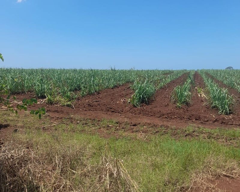 VENTA DE FINCA EN PETÉN – PRECIO DE REMATE