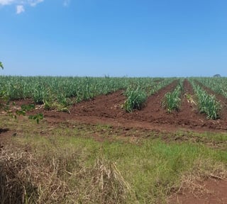 VENTA DE FINCA EN PETÉN – PRECIO DE REMATE