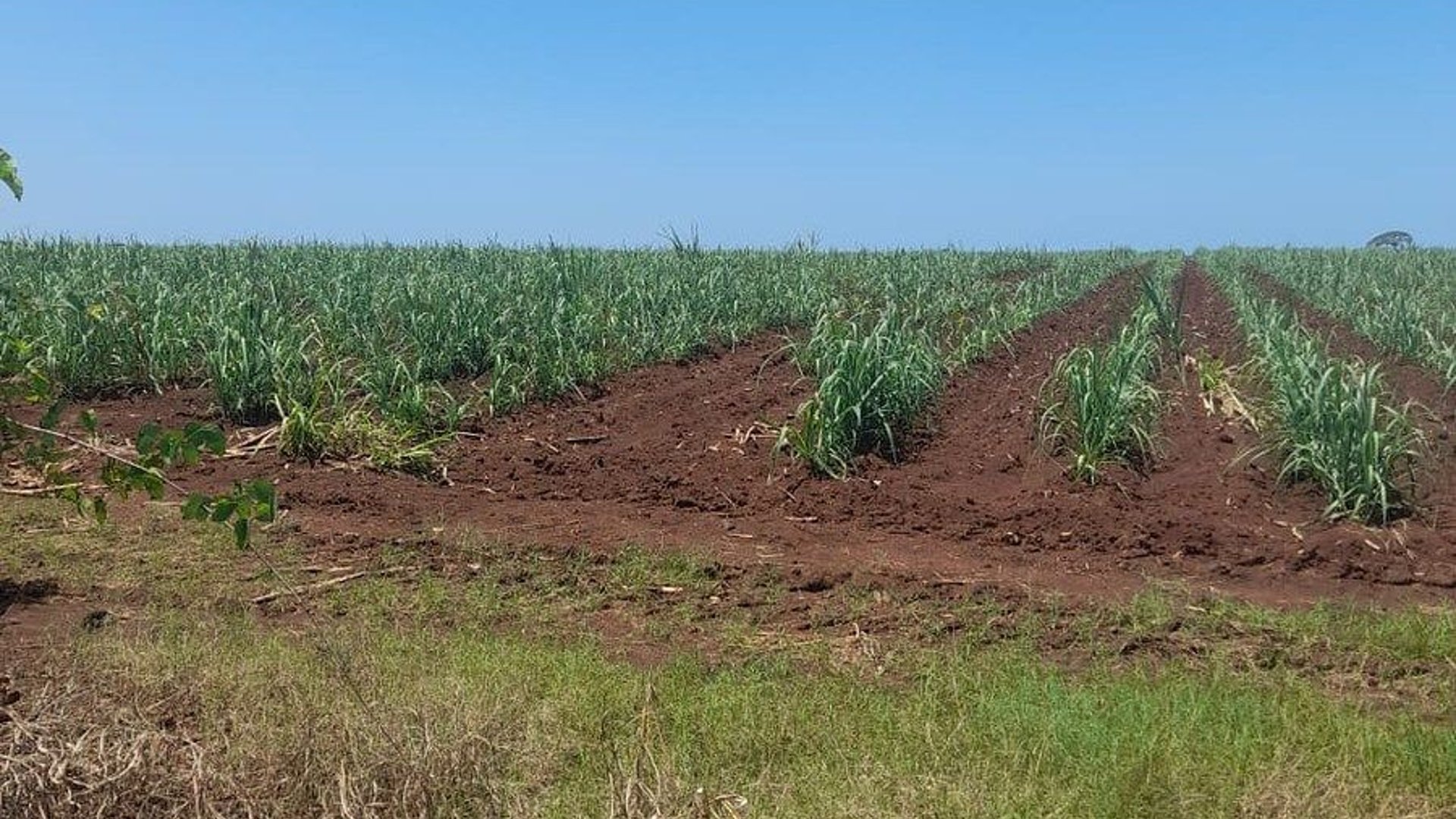 VENTA DE FINCA EN PETÉN – PRECIO DE REMATE