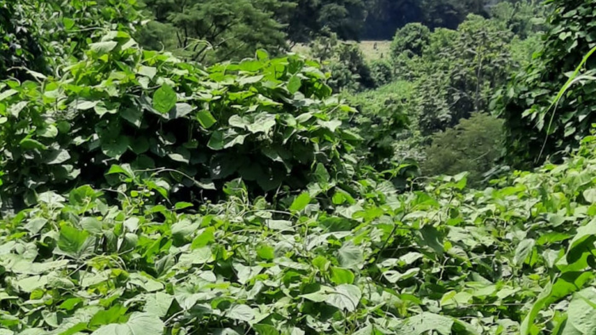 Terreno en Venta a Orilla de Calle en Coatepeque - Miniatura 2