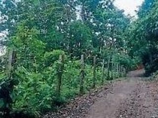 FINCA EN VENTA | IDEAL PARA DESARROLLO COMERCIAL | PUERTO BARRIOS, IZABAL - 4