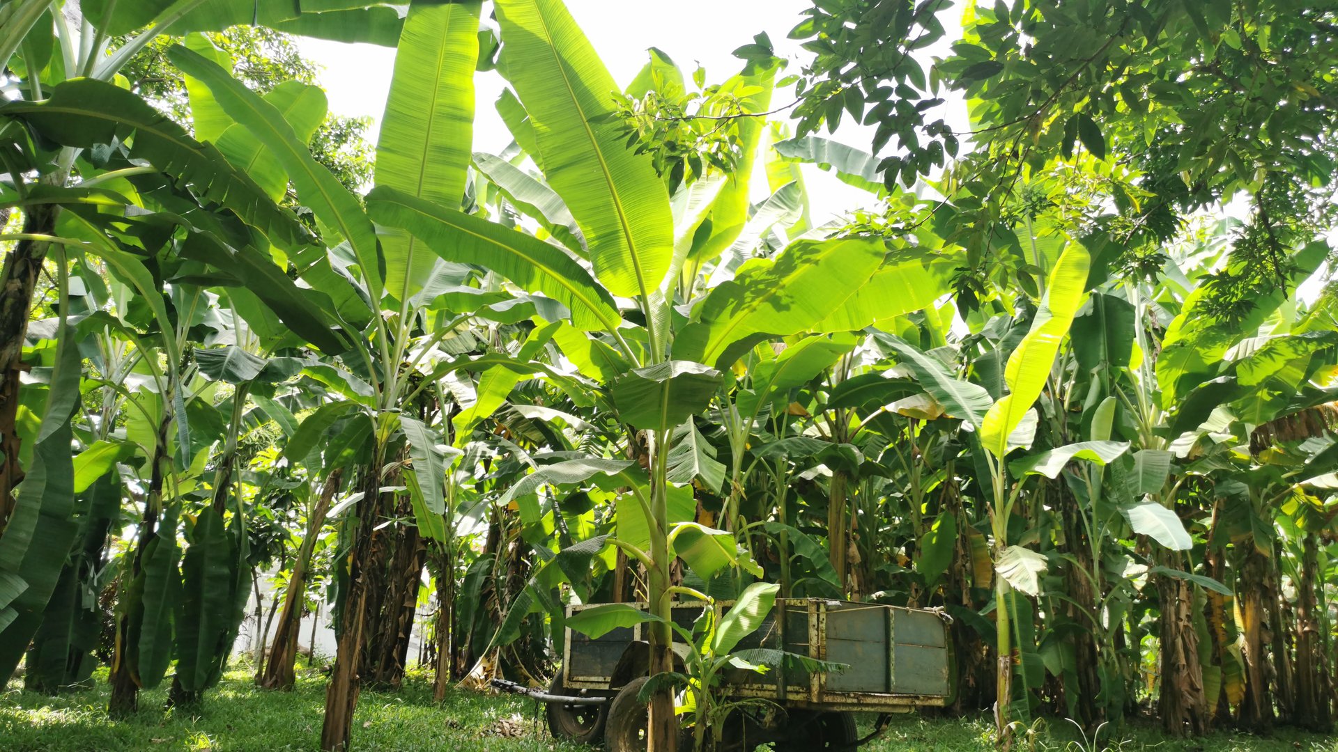 FINCA EN VENTA EN ALDEA EL SAUCE  - Miniatura 16