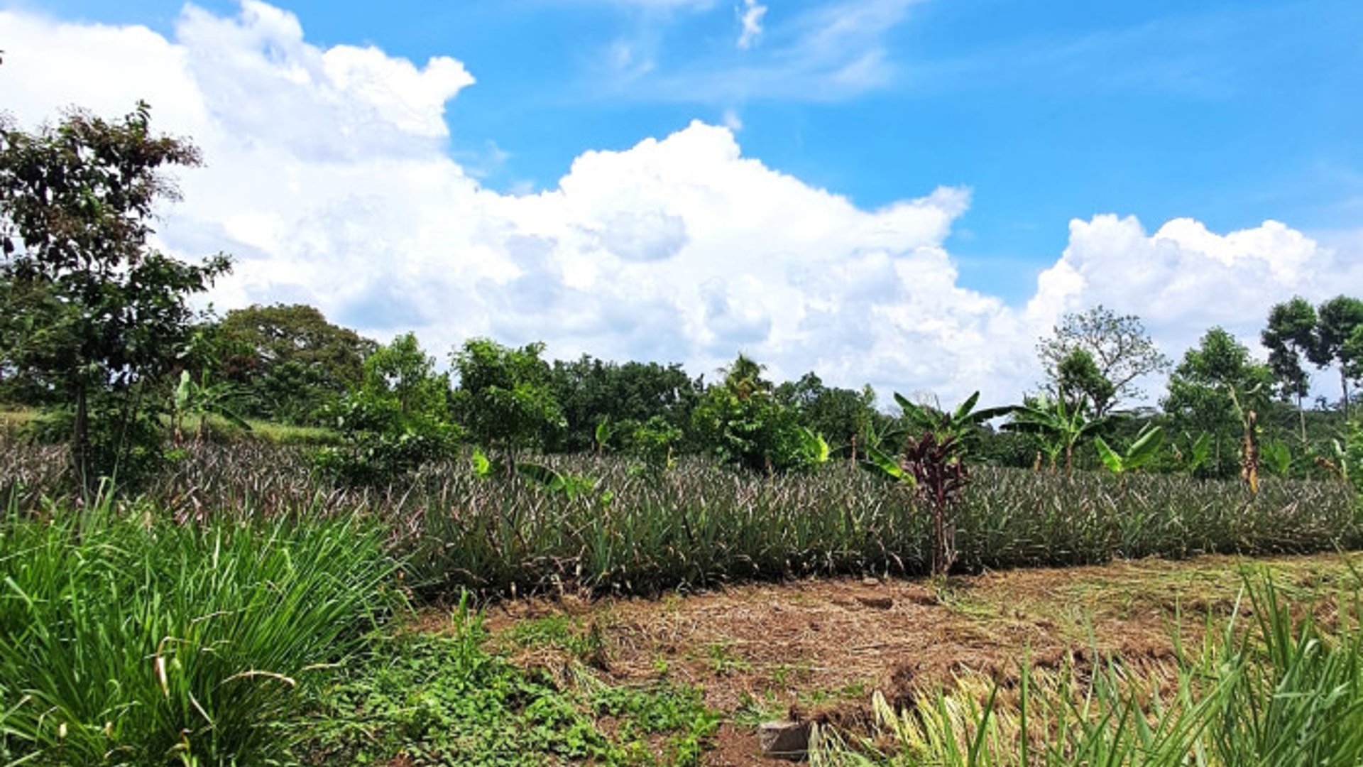 TERRENO EN ALQUILER EN MAZATENANGO