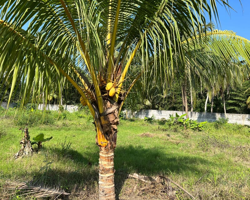 TERRENO EN VENTA EN ESCUINTLA