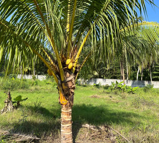 TERRENO EN VENTA EN ESCUINTLA