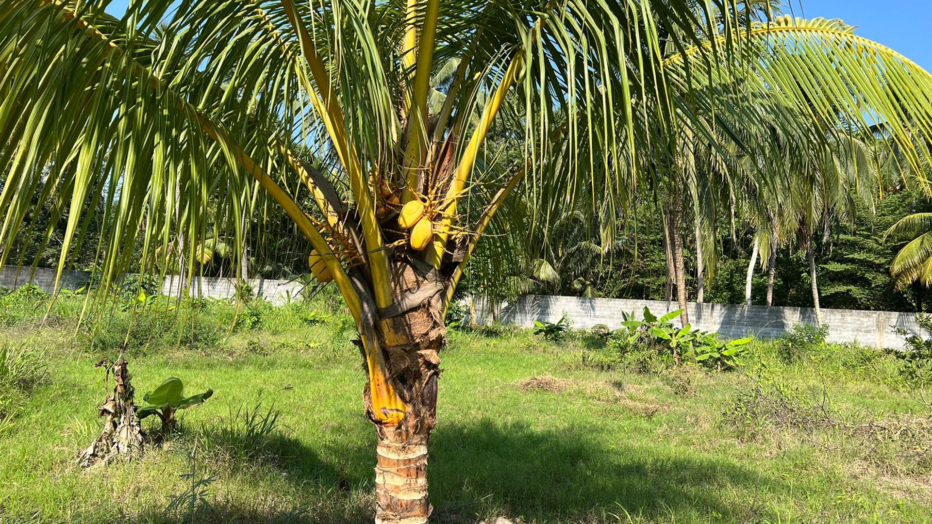 TERRENO EN VENTA EN ESCUINTLA