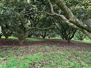 Granja en venta / Santa Lucía Milpas altas - 2