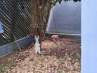 Casa en  VENTA en Villas de Picasso km 16.5 a Fraijanes - Image 8