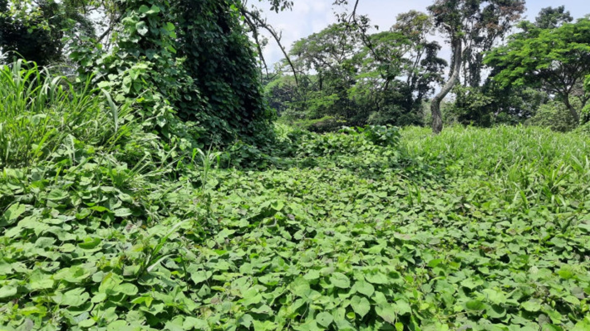 Terreno en Venta a Orilla de Calle en Coatepeque - Miniatura 3