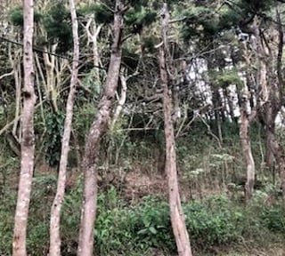 Terreno en VENTA en Muxbal, CES