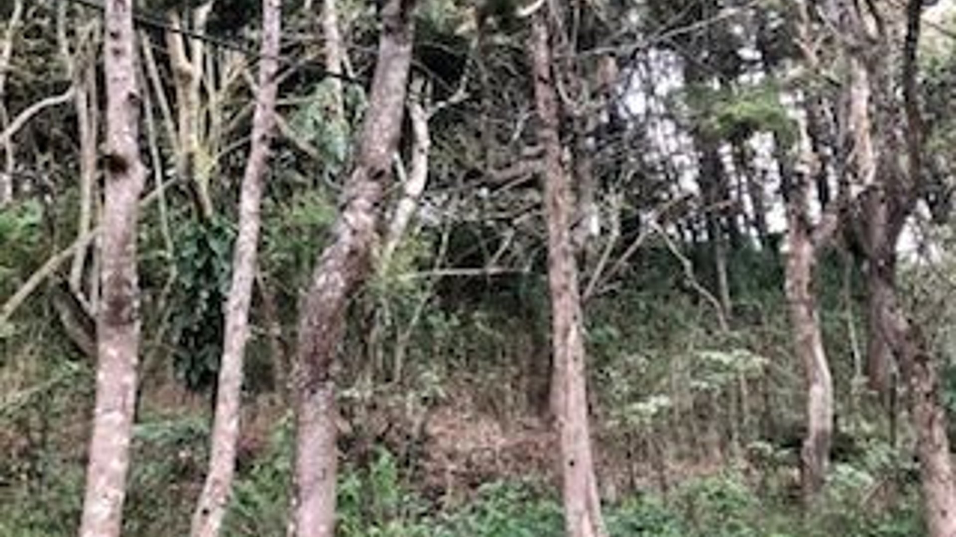 Terreno en VENTA en Muxbal, CES