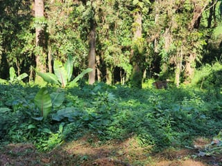 Terreno en Venta- Santa Catarina Pinula - 4