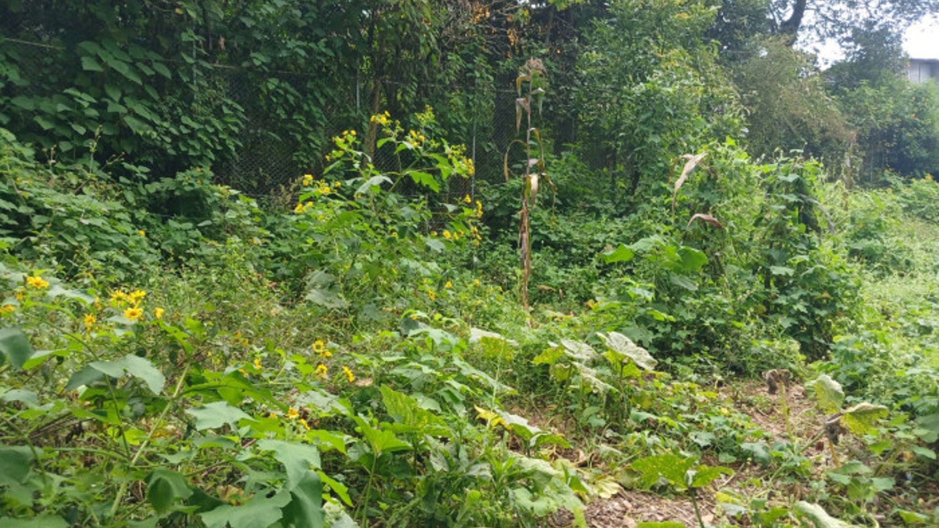 TERRENO EN VENTA EN SAN LUCAS SACATEPEQUEZ - Miniatura 4