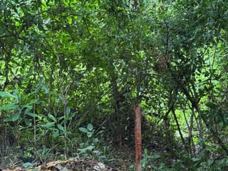Terreno en venta en Puerto Barrios, Izabal | Residencial - 3