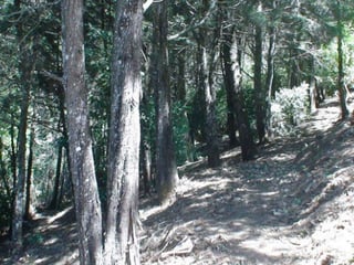 Terreno en venta Santa Elena Barillas Guatemala - Image 4