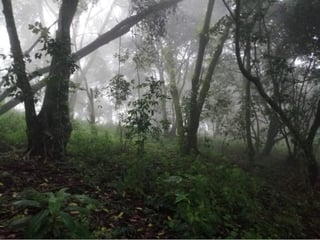 Terreno en Venta en Km 26.5 Carretera a El Salvador, 7.7 Manzanas  - Image 6