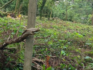 TERRENO EN VENTA EN STA ROSALIA LA LAGUNA - 2