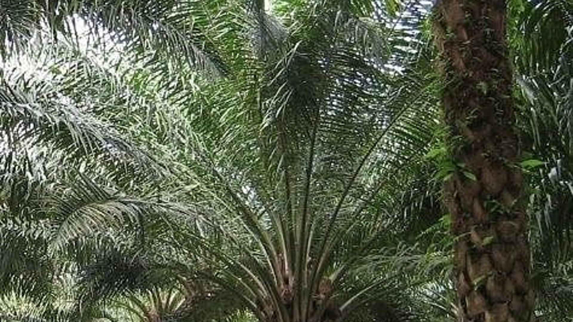 Mega Finca de Palma Africana Certificada en Venta – Honduras - Miniatura 2