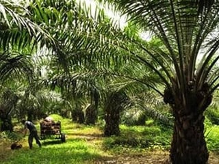 FINCA DE 45 CABALLERÍAS DE PALMA AFRICANA EN VENTA | SAYAXCHÉ, CERCA DEL CASCO M - 2