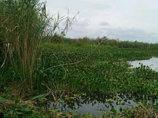 Vendo Terreno en El Estor Izabal - Image 8