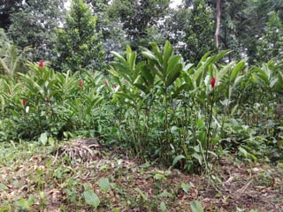 Finca en venta 8.5 manzanas Mazatenango Suchitepéquez - 4