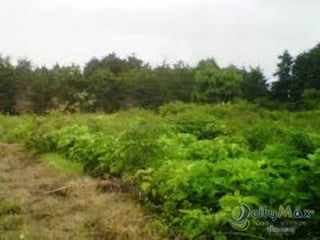 Terreno en Venta en Carretera Salvador km. 22.5 - 5