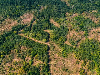 FINCA FORESTAL CERTIFICADA EN VENTA | ESCUINTLA GUATEMALA - 5