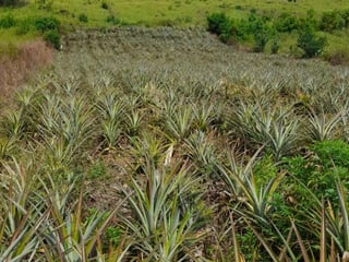 Vendo Terreno para Siembra  en Carretera a El Salvador - Image 1