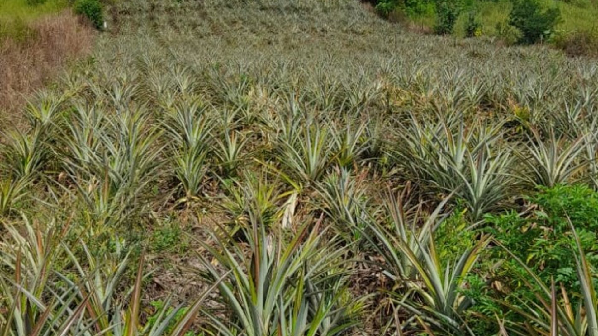 Vendo Terreno para Siembra  en Carretera a El Salvador