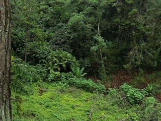 SANTA ROSALÍA / Terrenos en venta km 12.5 santa Rosalía - 5