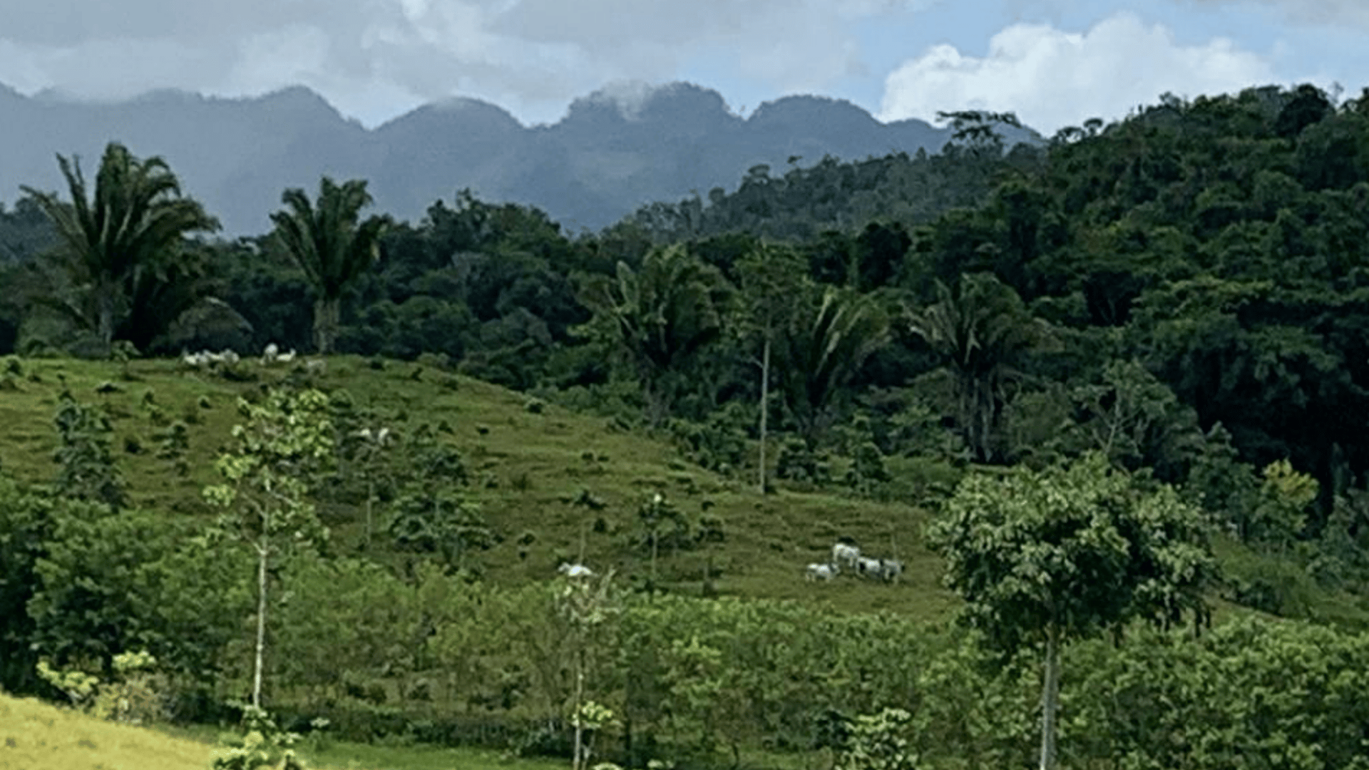 Finca en VENTA en  Municipio Nuevo Chahal, Alta Verapaz - Miniatura 2