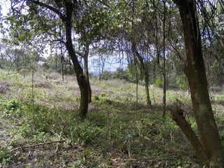 TERRENO 4.5 MANZANAS PARA DESARROLAR EN SAN ISIDRO, ZONA 16 - 2