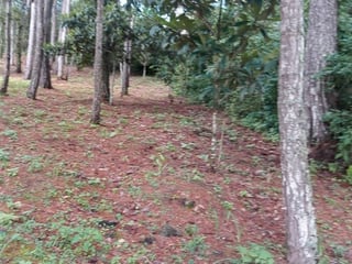 Granja en Venta Praderas de Bambú KM 30.3 Sacatepéquez - 4