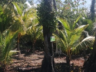 TERRENO EN VENTA EN IZABAL - 5