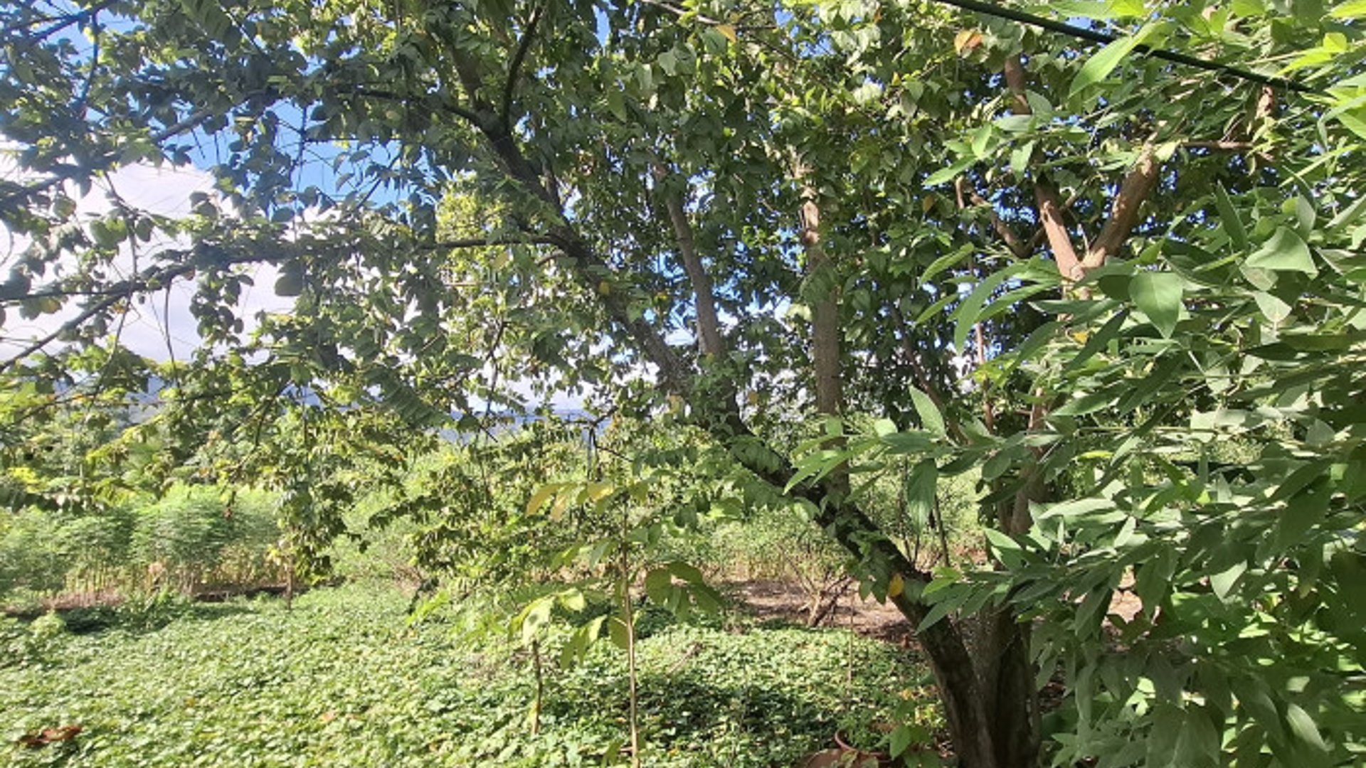 Terreno En Venta En El Estor Izabal Guatemala - Miniatura 2
