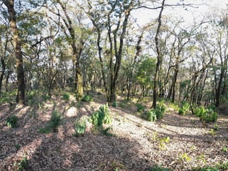 Terreno en Venta en El Encinal Zona 7 Mixco - 5