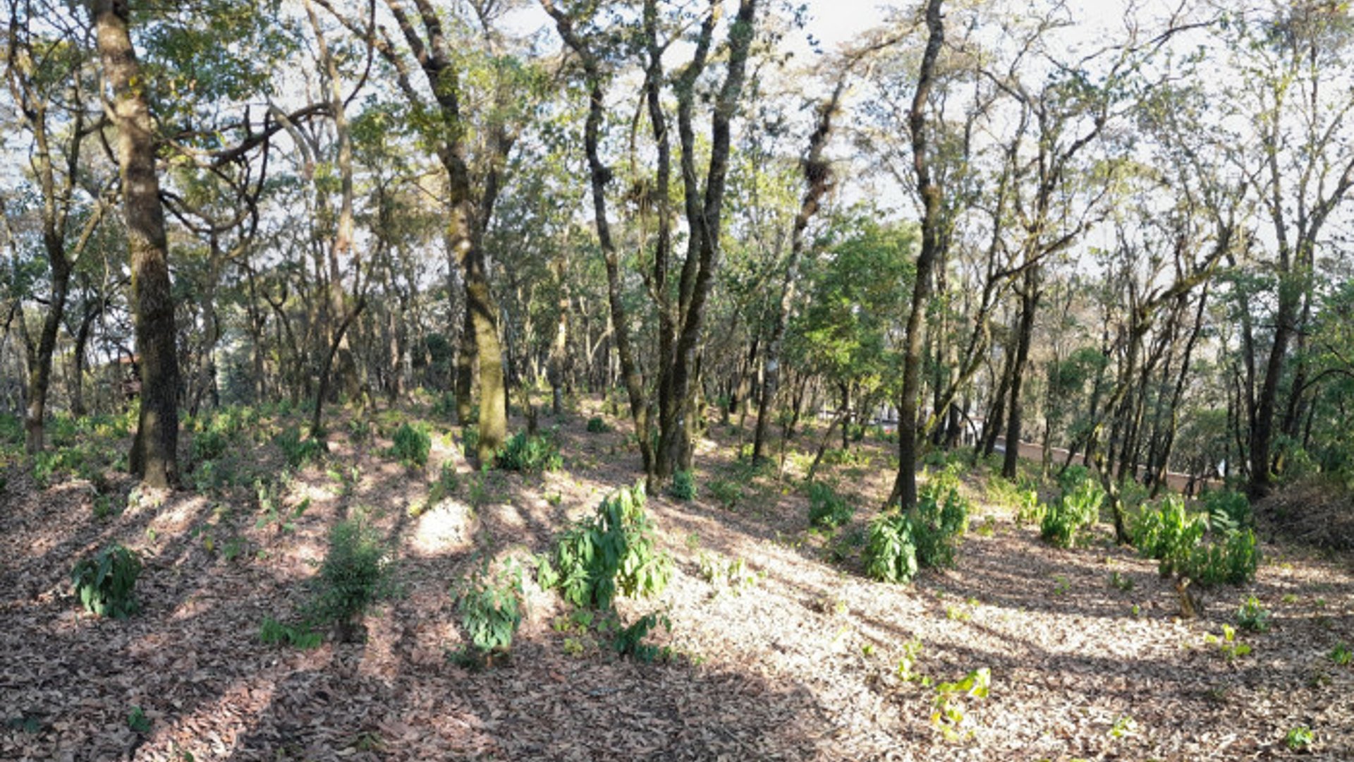 Terreno en Venta en El Encinal Zona 7 Mixco - Miniatura 5